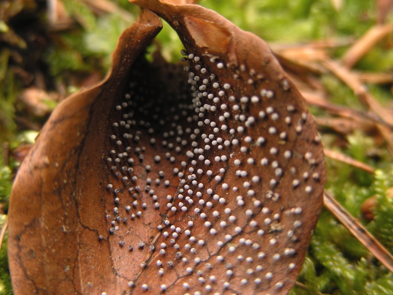 Fungo micro su foglia...(Myxomicete)